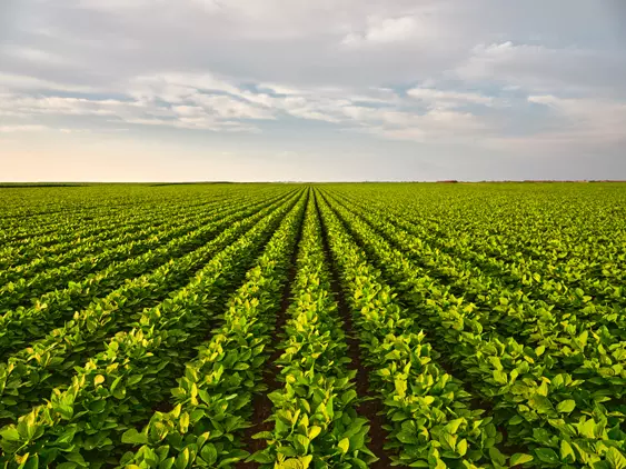 soy-crop.jpg